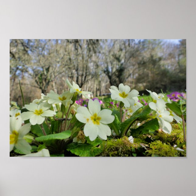 Poster Primrose (Devant)