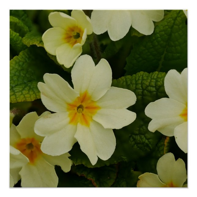 Poster Primroses (Devant)