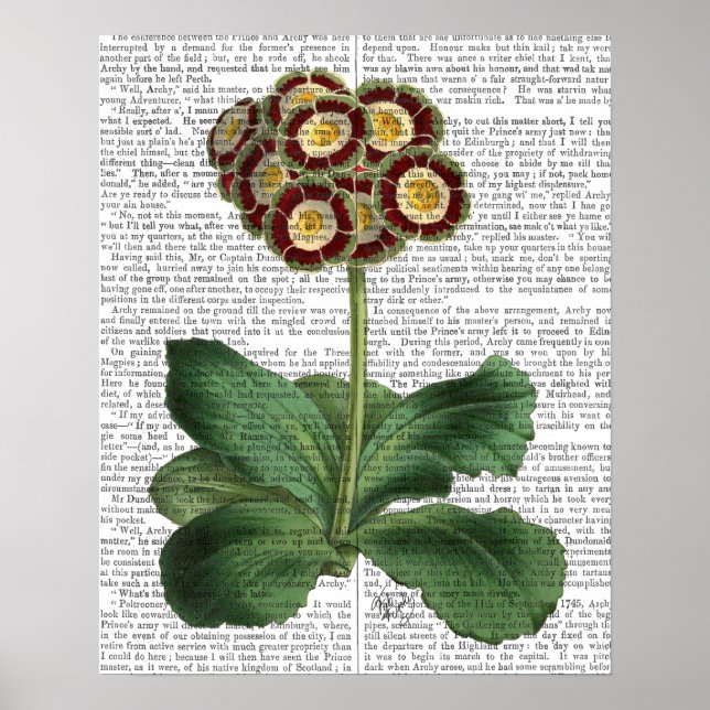 Poster Primula Aurium Rouge (Devant)