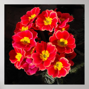 Poster Primula rouge au printemps