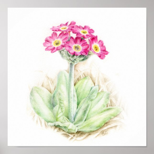 Poster Primula scotia alpine plante aquarelle art (Devant)