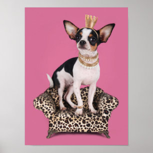 Poster Princesse de Chihuahua