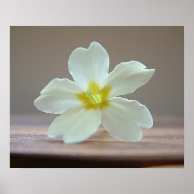 Poster Prinrose (Devant)