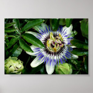 Poster ~Print~ de fleur de passion
