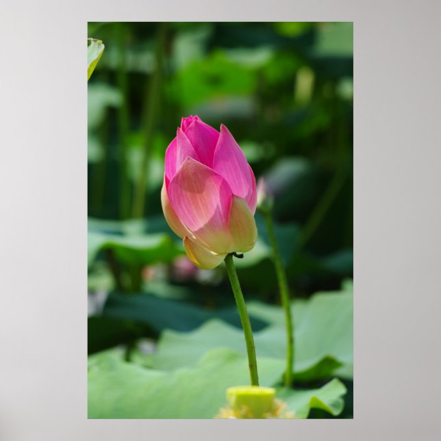 Poster Printemps (Devant)