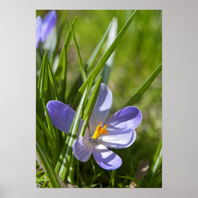 Poster Printemps (Devant)
