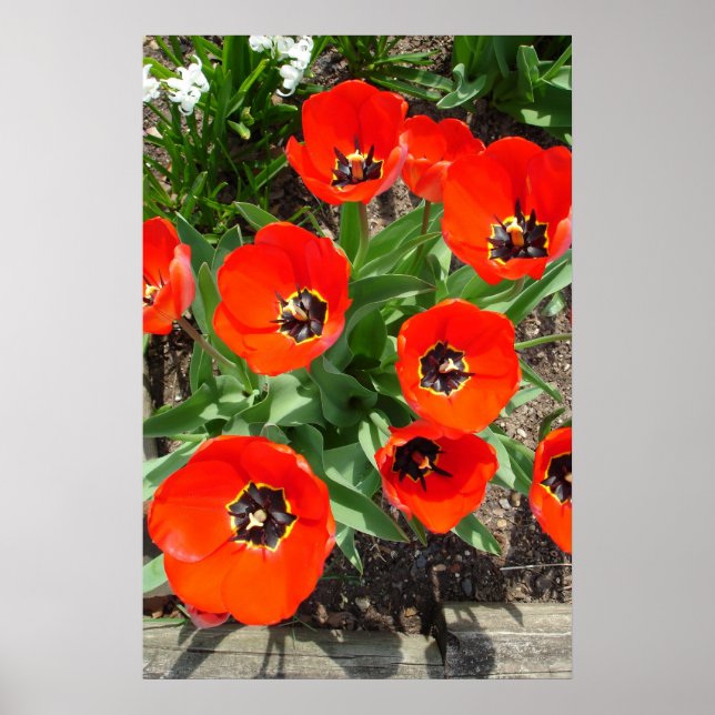 Poster Printemps (Devant)