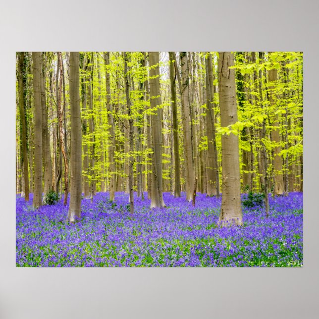Poster Printemps dans la forêt bleue (Devant)