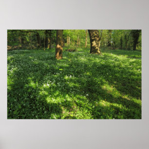 Poster Printemps dans les bois