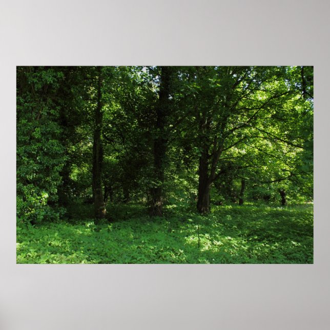 Poster Printemps dans les bois 02 (Devant)