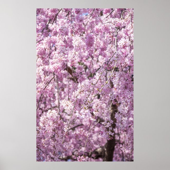 Poster Printemps de fleurs de cerisiers (Devant)