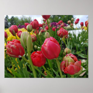 Poster Printemps des Tulipes rouges
