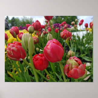 Poster Printemps des Tulipes rouges