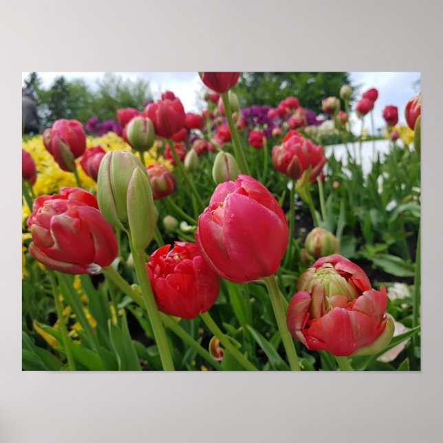 Poster Printemps des Tulipes rouges (Devant)