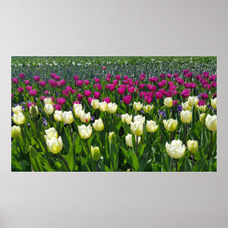 Poster Printemps en Hollande avec Tulips