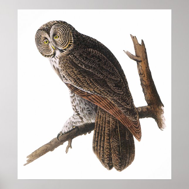 Poster/Prints:  Audubon - Great Grey Owl Poster (Front)