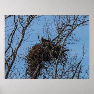 Poster Problème de double aigle