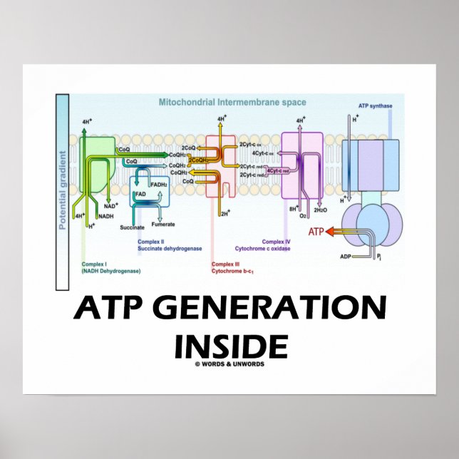 Poster Production ATP à l'intérieur de la chaîne de trans (Devant)