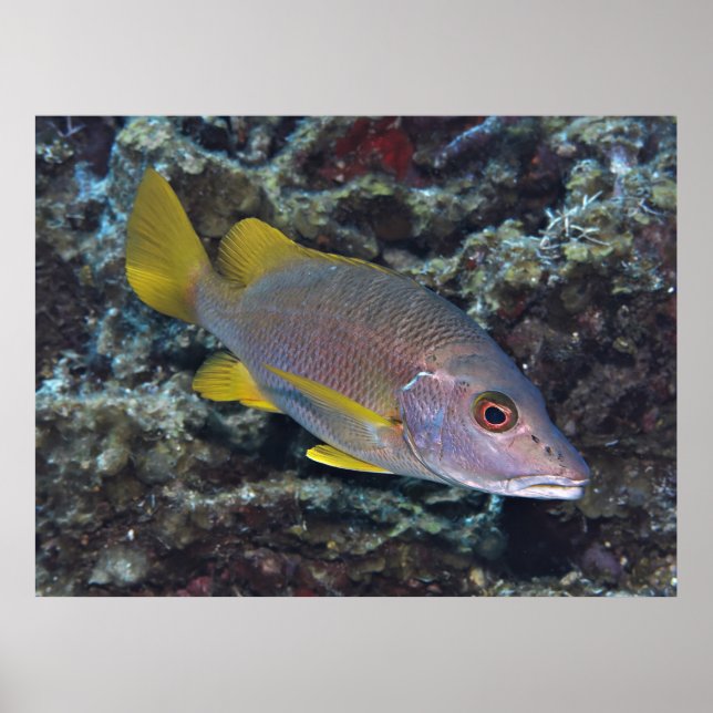 Poster Professeur (Devant)