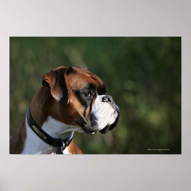 Poster Profil côté chien de boxe (Devant)