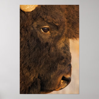 Poster Profil de bison