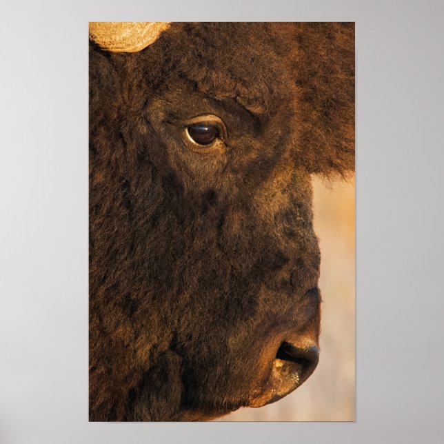 Poster Profil de bison (Devant)