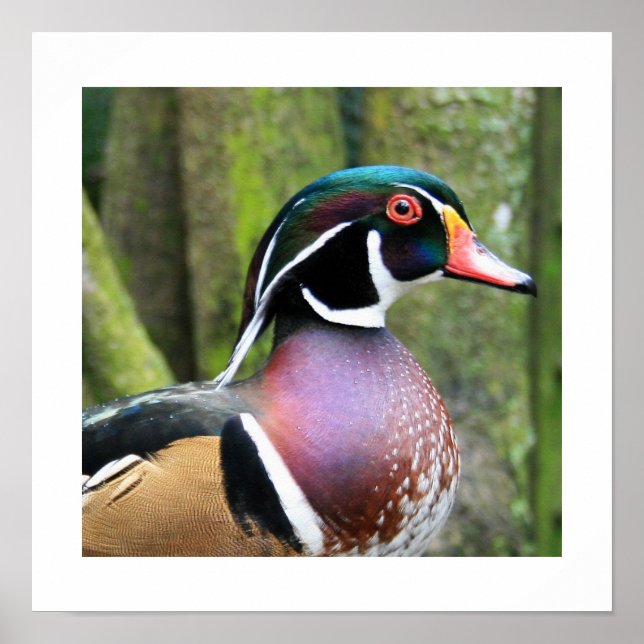 Poster Profil de canard à bois mâle (Devant)