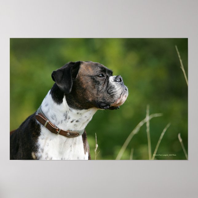 Poster Profil de chien de boxe (Devant)
