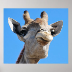 Poster Profil de photographie de girafe