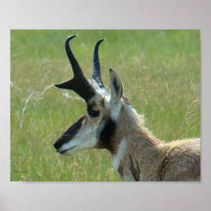 Poster Profil de tête de grand buck d'antilope à fourche 
