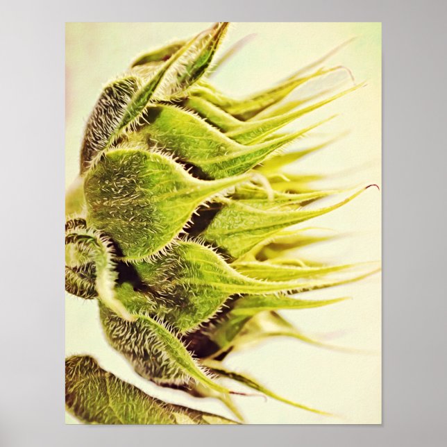 Poster Profil de tournesol Photographie Imprimer (Devant)