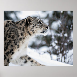 Poster Profil du léopard des neiges