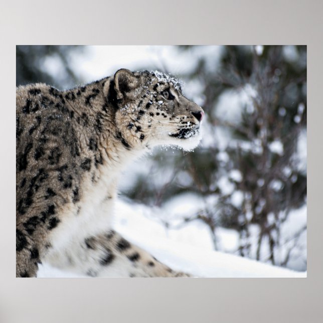 Poster Profil du léopard des neiges (Devant)