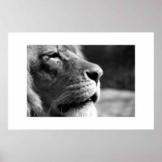 Poster Profil du lion (Devant)
