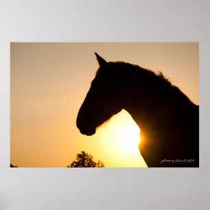 Poster Profil d'un cheval belge