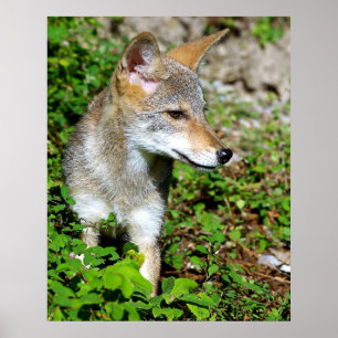 Poster Profil d'un chiot de coyote