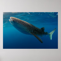 Profil d'un requin baleine, Indonésie