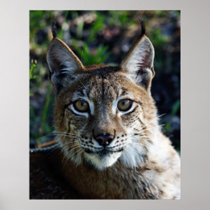 Poster Profil Lynx de Sibérie