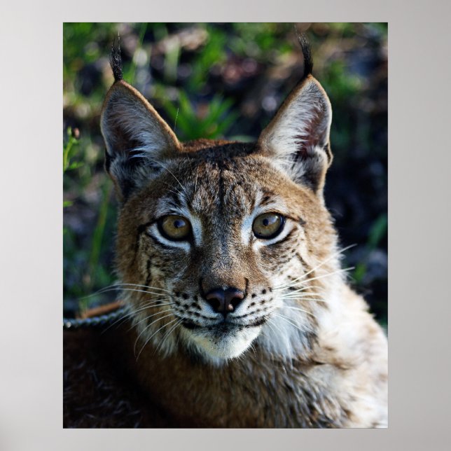 Poster Profil Lynx de Sibérie (Devant)