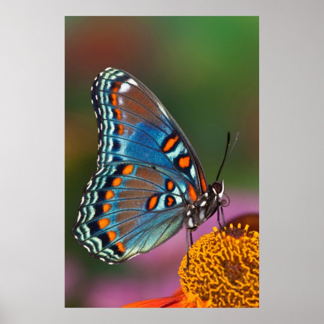 Poster Profil papillon sur une fleur (Devant)