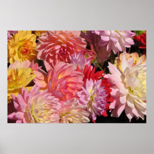 Poster Profusion de Dahlias