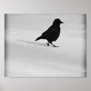 Poster Promenade du Corbeau des neiges