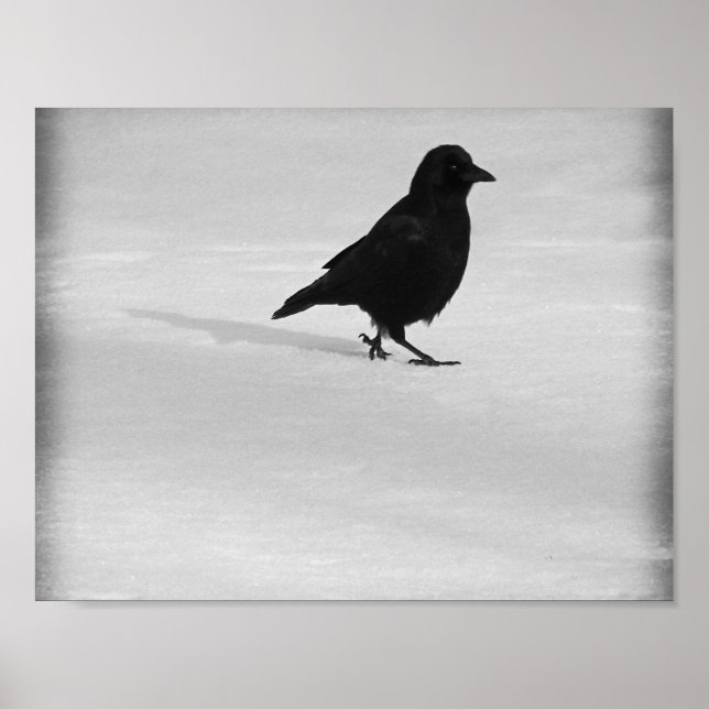 Poster Promenade du Corbeau des neiges (Devant)