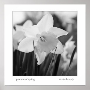 Poster promesse daffodil jonquil printemps noir et blanc