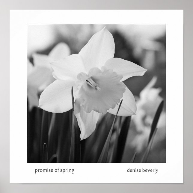 Poster promesse daffodil jonquil printemps noir et blanc (Devant)