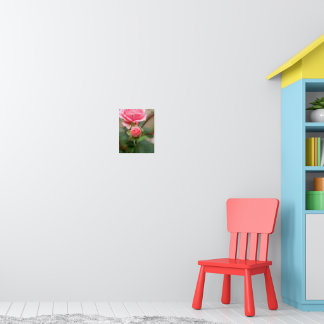 Poster Promesse de rose épanouie : La rose qui s'épanouit