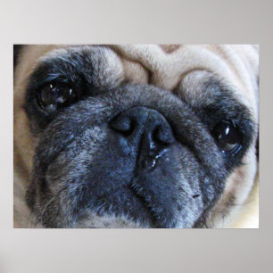 Poster Prompt rétablissement Pug chien malade