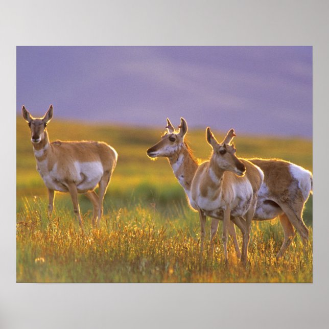 Poster Pronghorn Antelope dans le Montana (Devant)