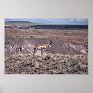 Poster Pronghorn Sheep