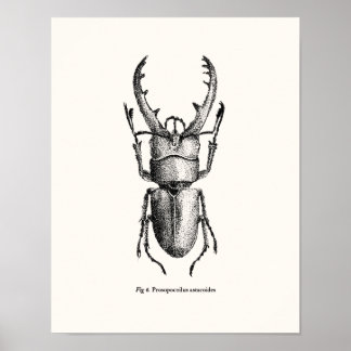 Poster Prosopocoilus astacoides - dendroctone géant